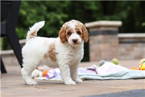 Tyra - Poodle, Standard for sale