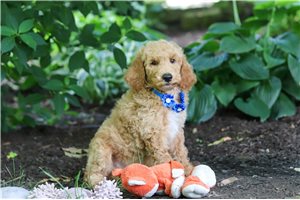 Timothy - Poodle, Standard for sale