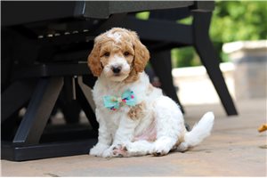 Theo - Poodle, Standard for sale