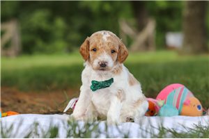 Theo - puppy for sale