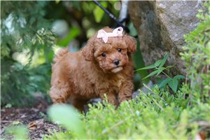 Blaire, a Toy Poodle placed with a Pawrade family