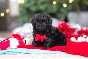 Ivan - Poodle, Toy for sale