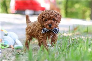 Roger - puppy for sale