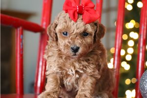 Katie - Poodle, Toy for sale
