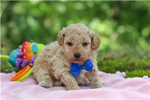 Ivan - puppy for sale