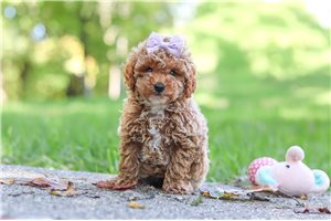 Riley - puppy for sale