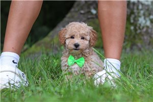 Ivan - Poodle, Toy for sale