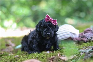 Izzy - puppy for sale