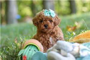 Bonnie - Poodle, Toy for sale