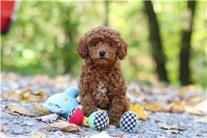 Roger - Toy Poodle for sale