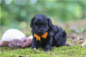 Irwin, a Toy Poodle placed with a Pawrade family