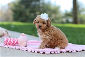 Nikita - puppy for sale