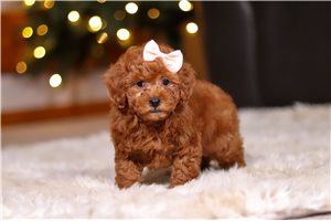 Krissy - Poodle, Toy for sale