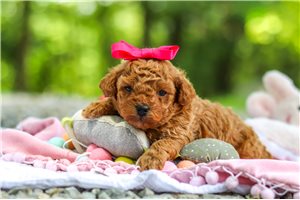 Bonnie - Poodle, Toy for sale