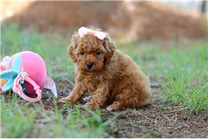 Novalee - Poodle, Toy for sale