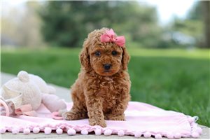 Nora - puppy for sale