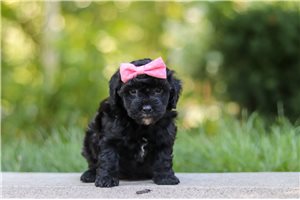 Izzy - Poodle, Toy for sale