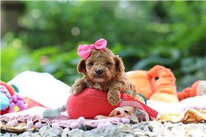 Blaire - Poodle, Toy for sale