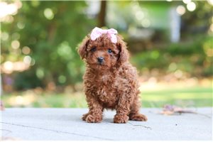 Renee - Toy Poodle for sale