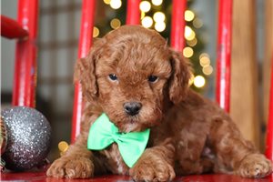 Keaton - Poodle, Toy for sale