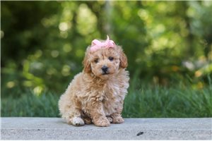 Isla, a Toy Poodle placed with a Pawrade family