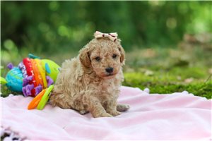 Isla - Poodle, Toy for sale
