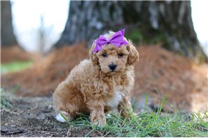 Noelle - Poodle, Toy for sale