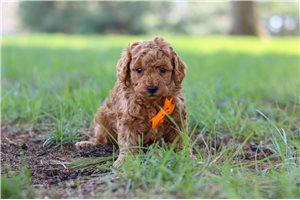Nate - Poodle, Toy for sale