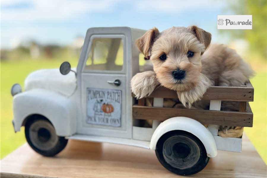 Finn - Miniature Schnauzer for sale