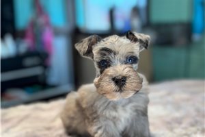 Elijah - puppy for sale