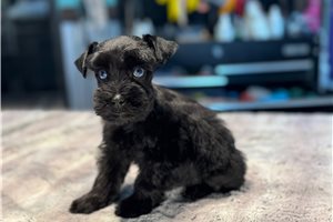 Eloise - puppy for sale