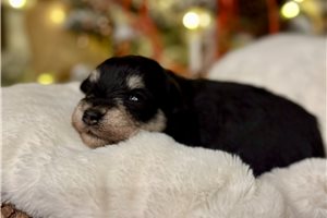 Dakota - puppy for sale