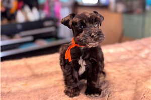 Erica - Schnauzer, Miniature for sale