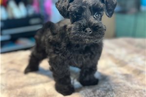 Drake - Miniature Schnauzer for sale