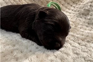 Damien - Schnauzer, Miniature for sale