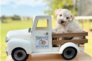 Finley - Miniature Schnauzer for sale