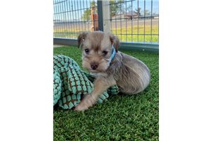 Bonita - puppy for sale