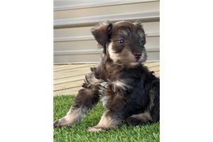 Bubbles - Schnauzer, Miniature for sale