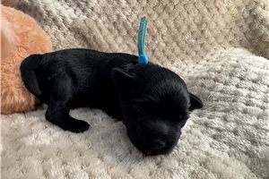 Drake - Schnauzer, Miniature for sale