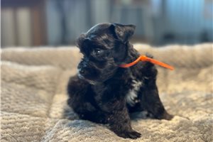 Erica - Schnauzer, Miniature for sale