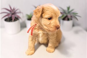 Fern - puppy for sale
