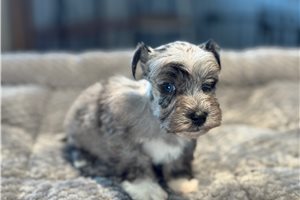Elijah - Schnauzer, Miniature for sale