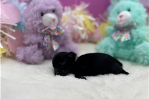 Eloise - puppy for sale