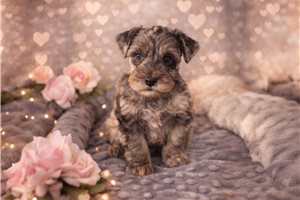Chastity - Schnauzer, Miniature for sale