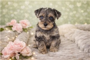 Chastity - Schnauzer, Miniature for sale
