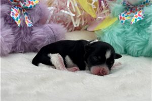 Esmeralda - puppy for sale