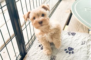 Fern - Miniature Schnauzer for sale