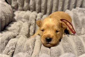 Finn - puppy for sale