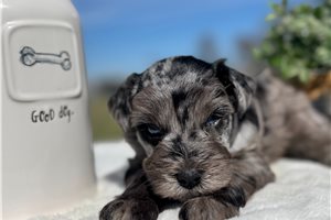 Carson - puppy for sale