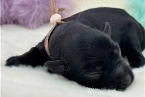 Elsa - puppy for sale